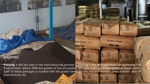 Tea Manufacturing Process-11