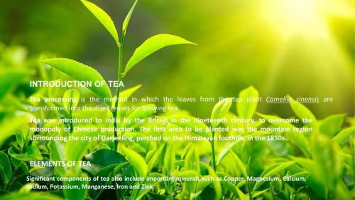 Tea Manufacturing Process-1