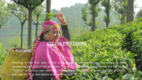Tea Manufacturing Process-3