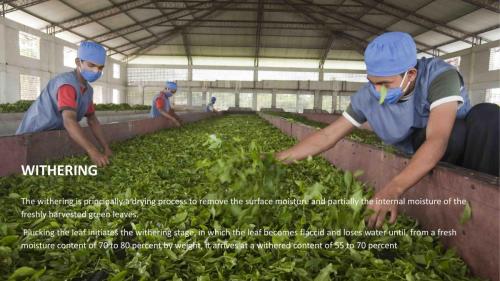 Tea Manufacturing Process-4