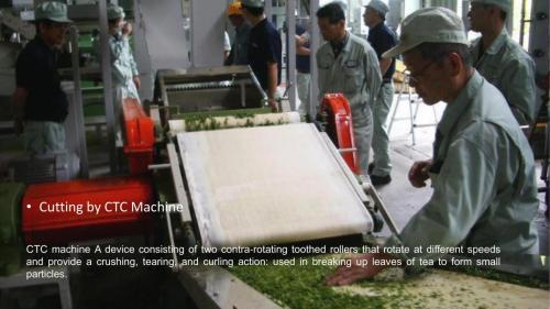Tea Manufacturing Process-6
